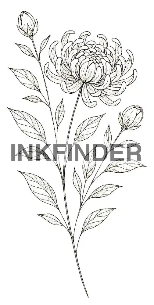 Fineline chrysanthemum Flower Fineline chrysanthemum Flower